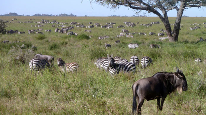 5-days-safari-tanzania