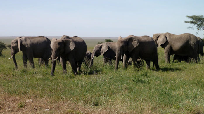 7-days-safaris
