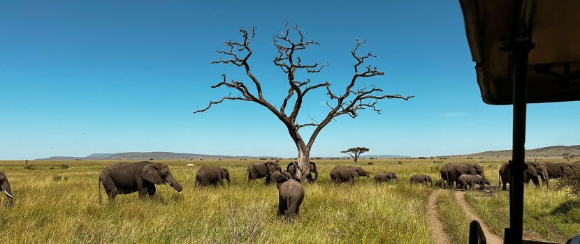 Greatlookssafaris 13 Days (2)