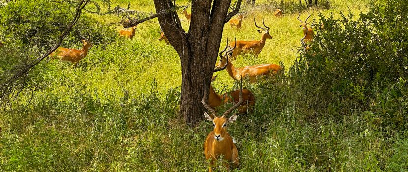 Greatlookssafaris 13 Days (5)