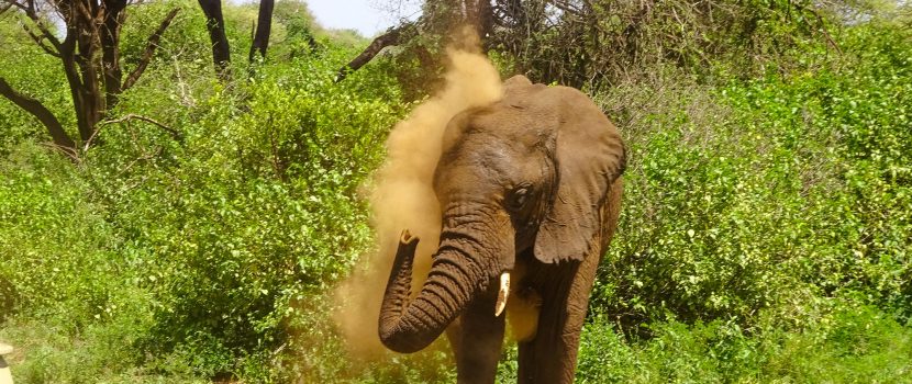 Greatlookssafaris 3 Days (1)