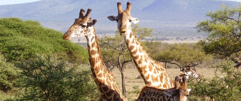 Greatlookssafaris 3 Days (3)