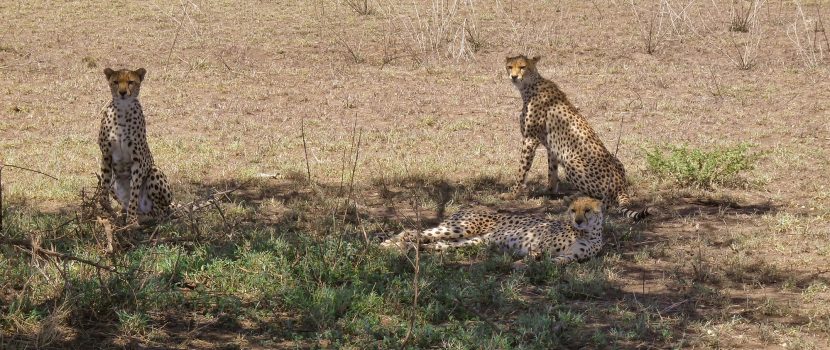 Greatlookssafaris 3 Days (4)