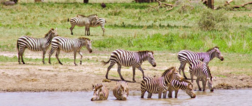 Greatlookssafaris 3 Days (6)