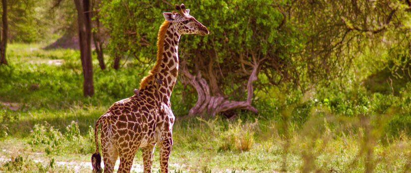 Greatlookssafaris 4 Days (5)