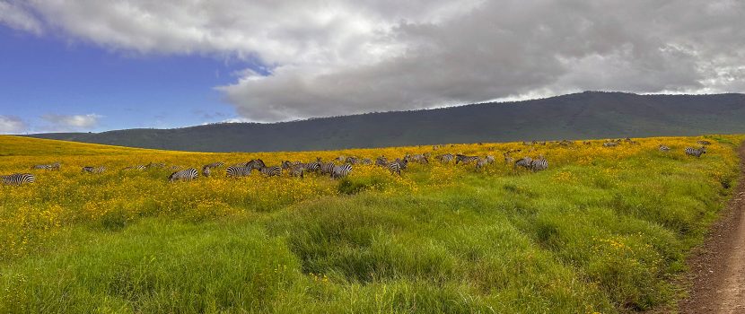 Greatlookssafaris 5 Days (1)