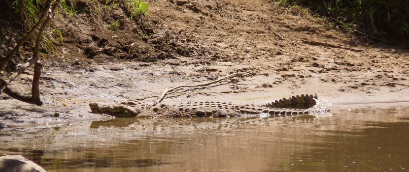 Greatlookssafaris 5 Days (1)