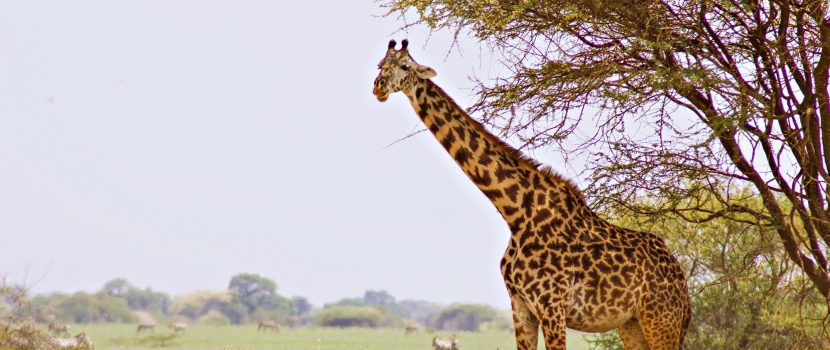 Greatlookssafaris 5 Days (3)