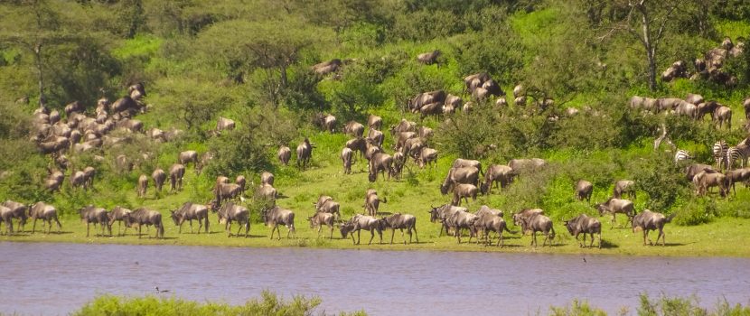 Greatlookssafaris 5 Days (6)