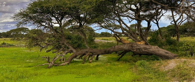 Greatlookssafaris 6 Days (1)
