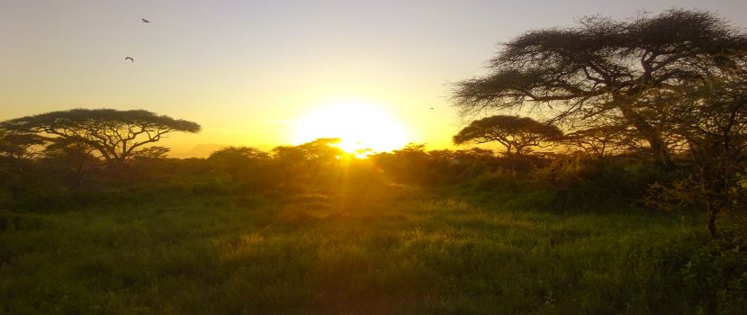 Greatlookssafaris 6 Days (1)