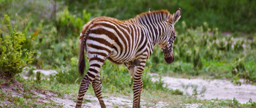 Greatlookssafaris 6 Days (4)