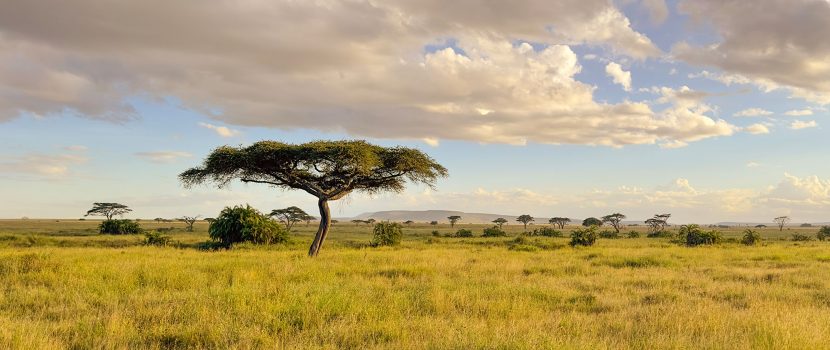 Greatlookssafaris 7 Days (2)