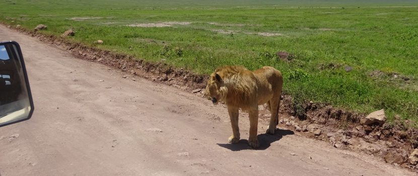 Greatlookssafaris 7 Days (5)